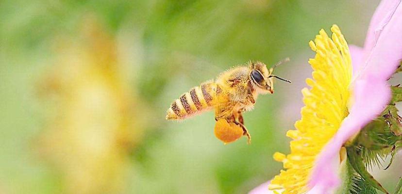 揭秘蜜蜂酿蜜的奥秘（探寻蜜蜂酿蜜的过程及目标）