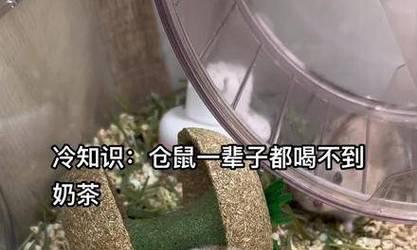 小仓鼠奶茶游戏机操作指南是什么？游戏难度如何？