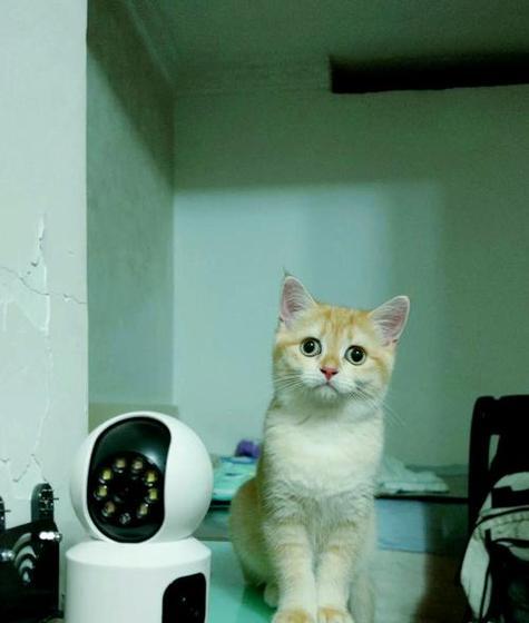 猫咪摄像头背心的正确使用方法是什么？使用时应注意哪些问题？